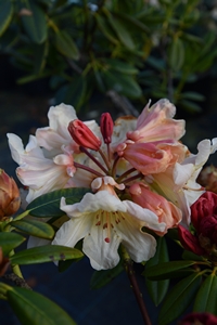 Rhodo Pierce's Apricot